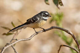 Image of Grey Fantail