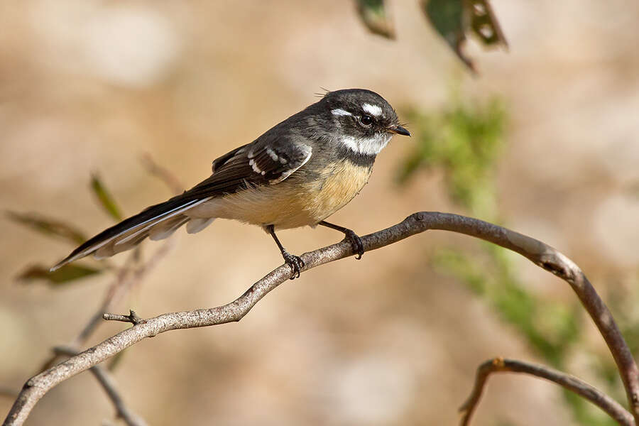 Image of Grey Fantail