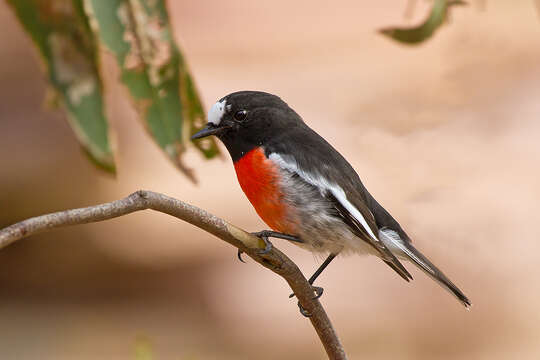 Image of Scarlet Robin