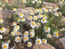 Image of white easterbonnets