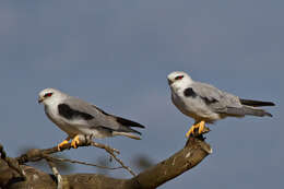 Image of Black-shouldered Kite