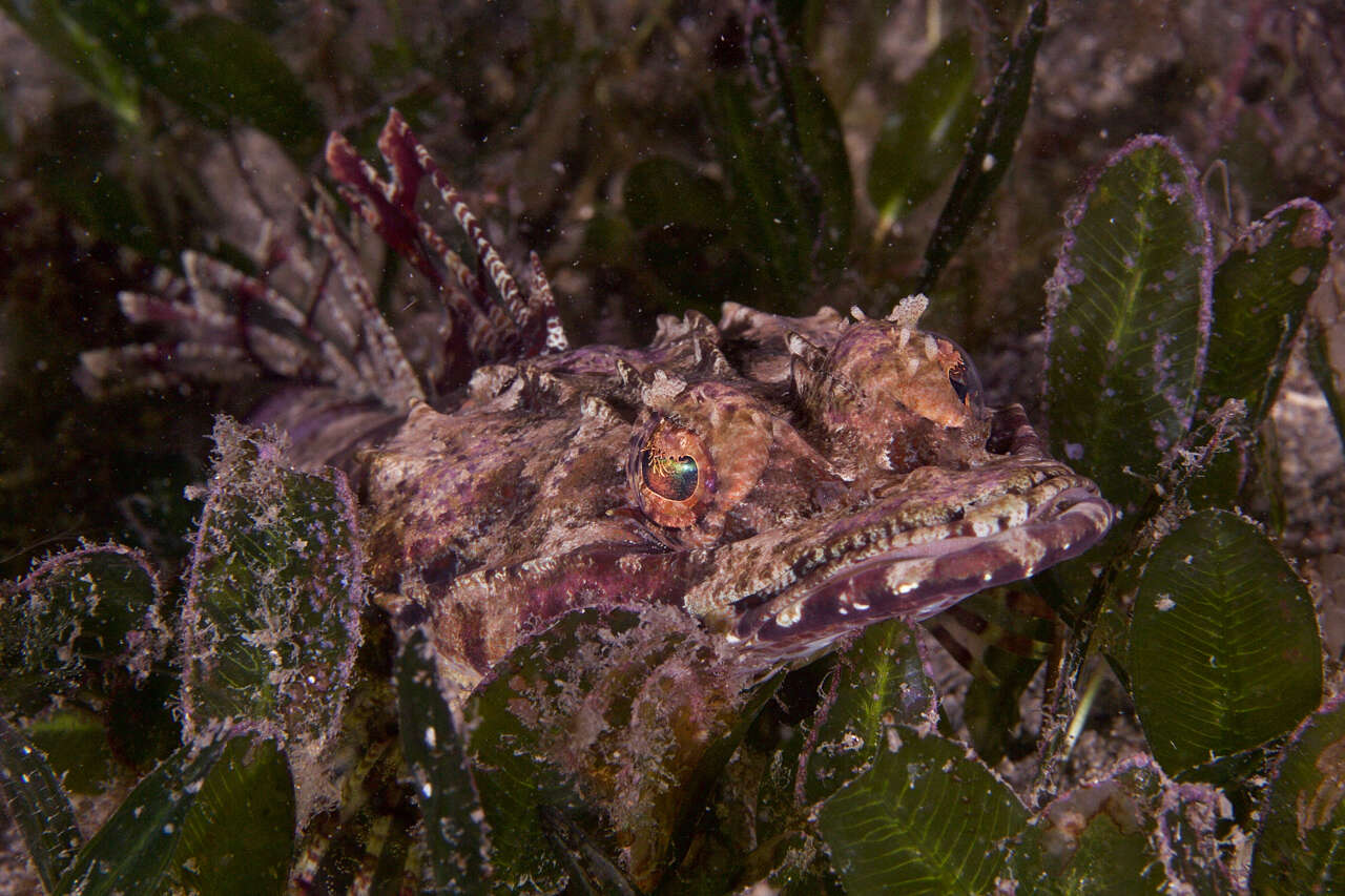 Plancia ëd Thysanophrys cirronasa (Richardson 1848)