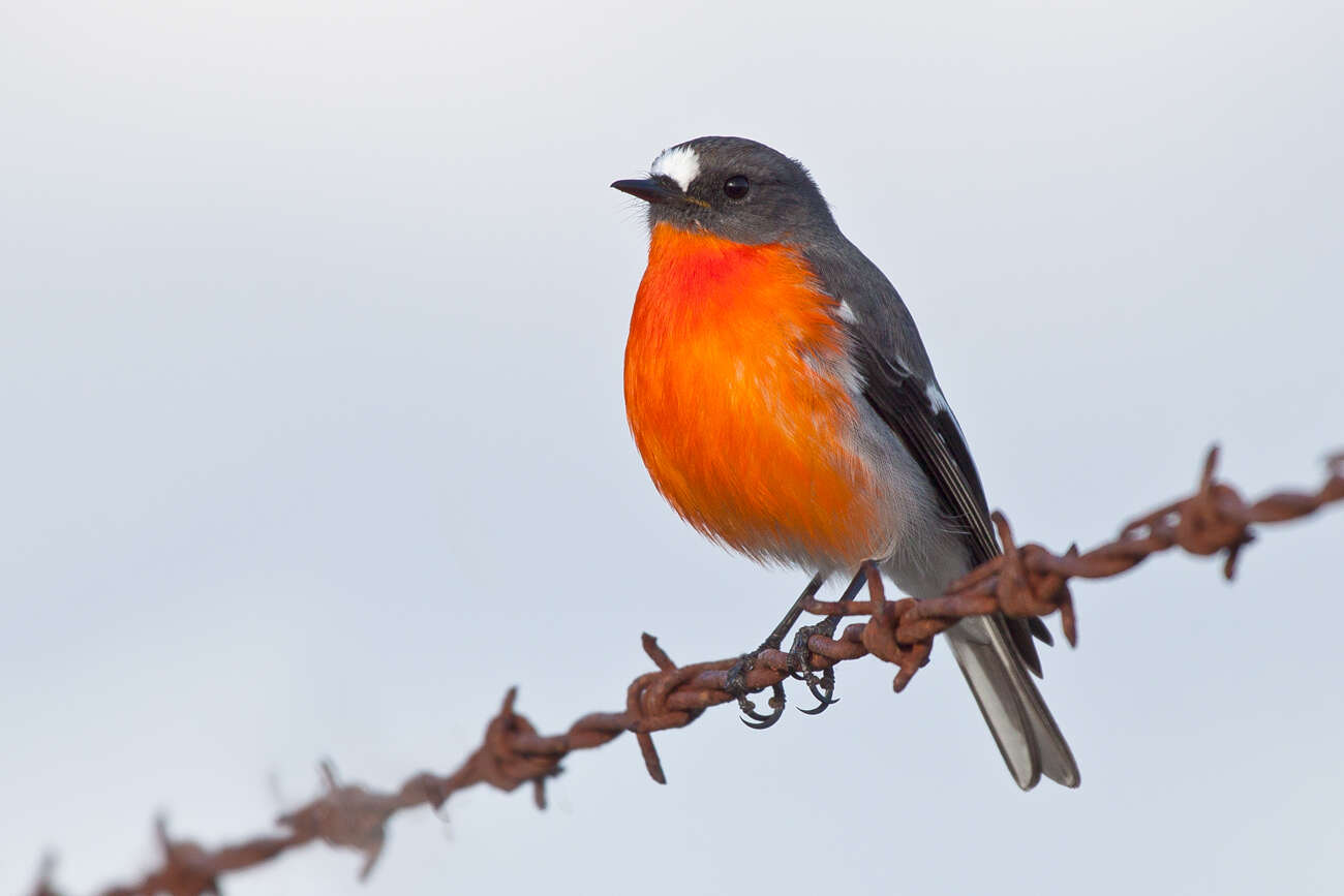 Image of Flame Robin