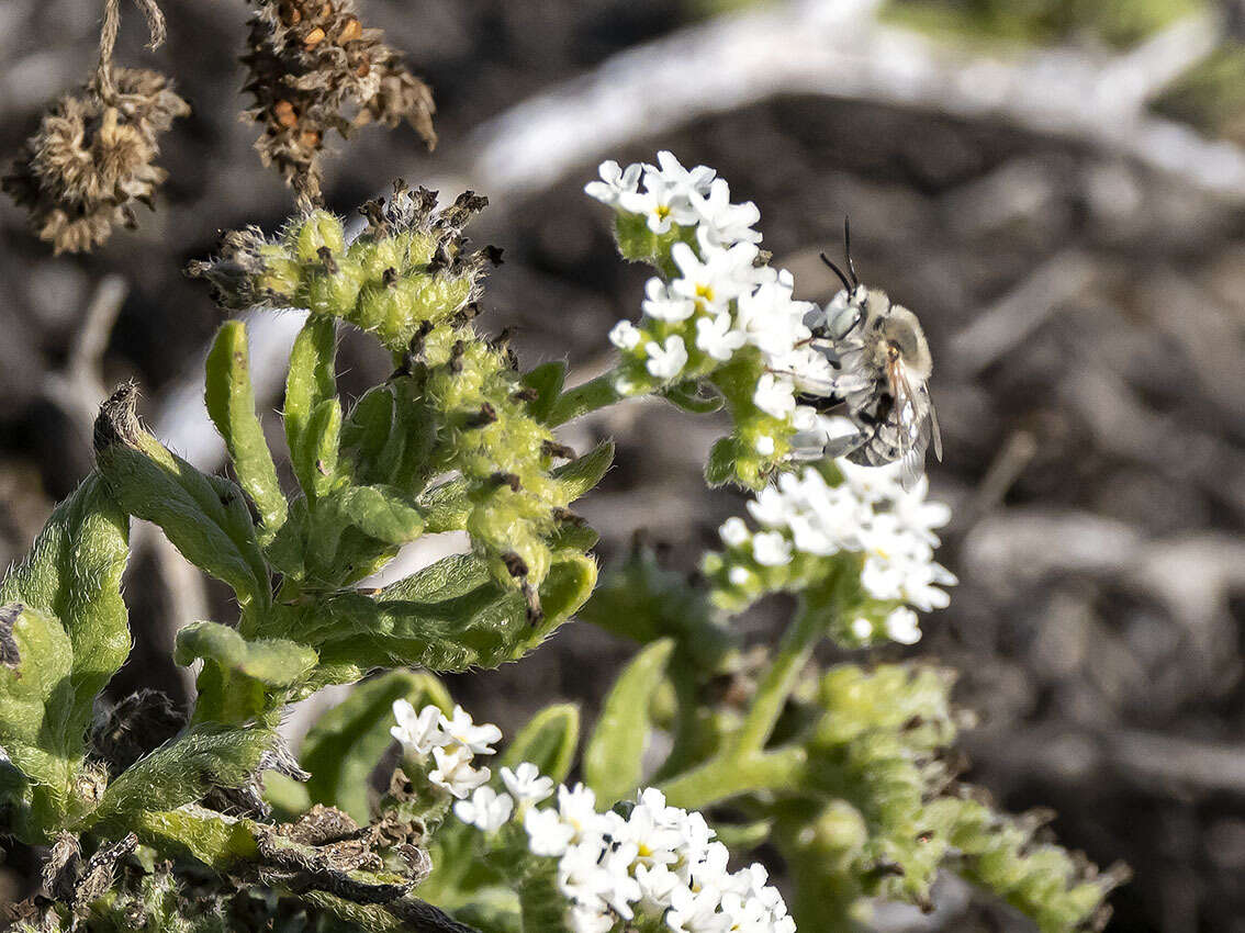 Sivun Anthophora pulverosa Smith 1854 kuva