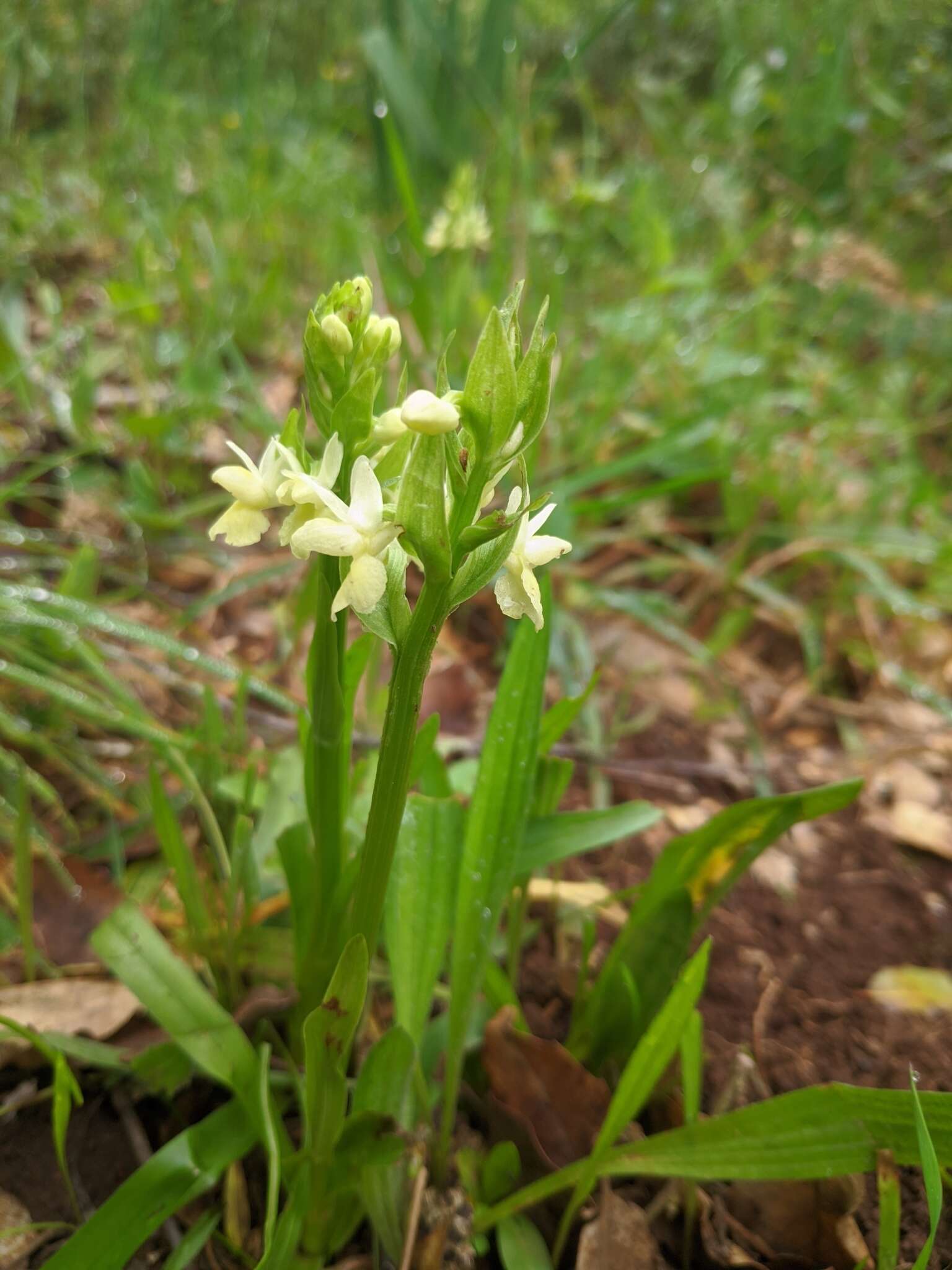 Image of Dactylorhiza romana subsp. guimaraesii (E. G. Camus) H. A. Pedersen