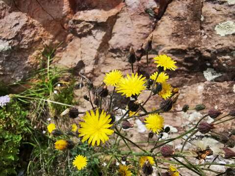 Image of Rusby's hawkweed