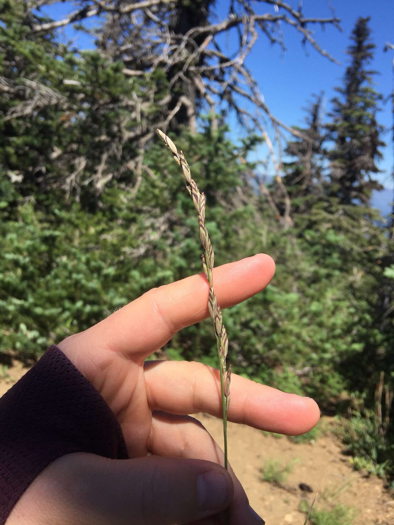 Image of oniongrass