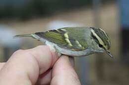 Image of Lemon-rumped Warbler