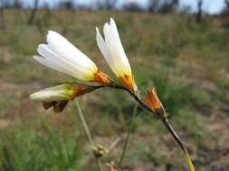 Image of Ixia brunneobractea G. J. Lewis