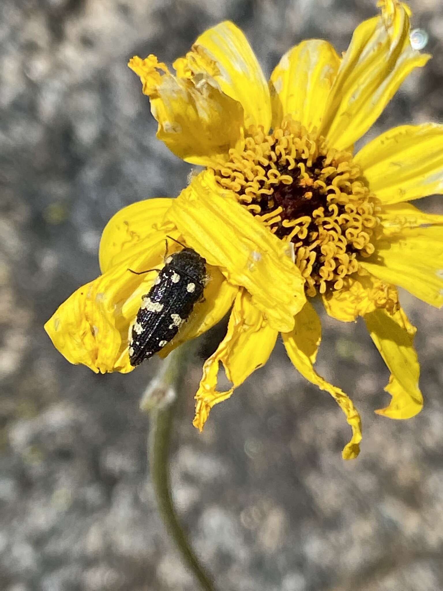 Image de Acmaeodera vernalis Barr 1972