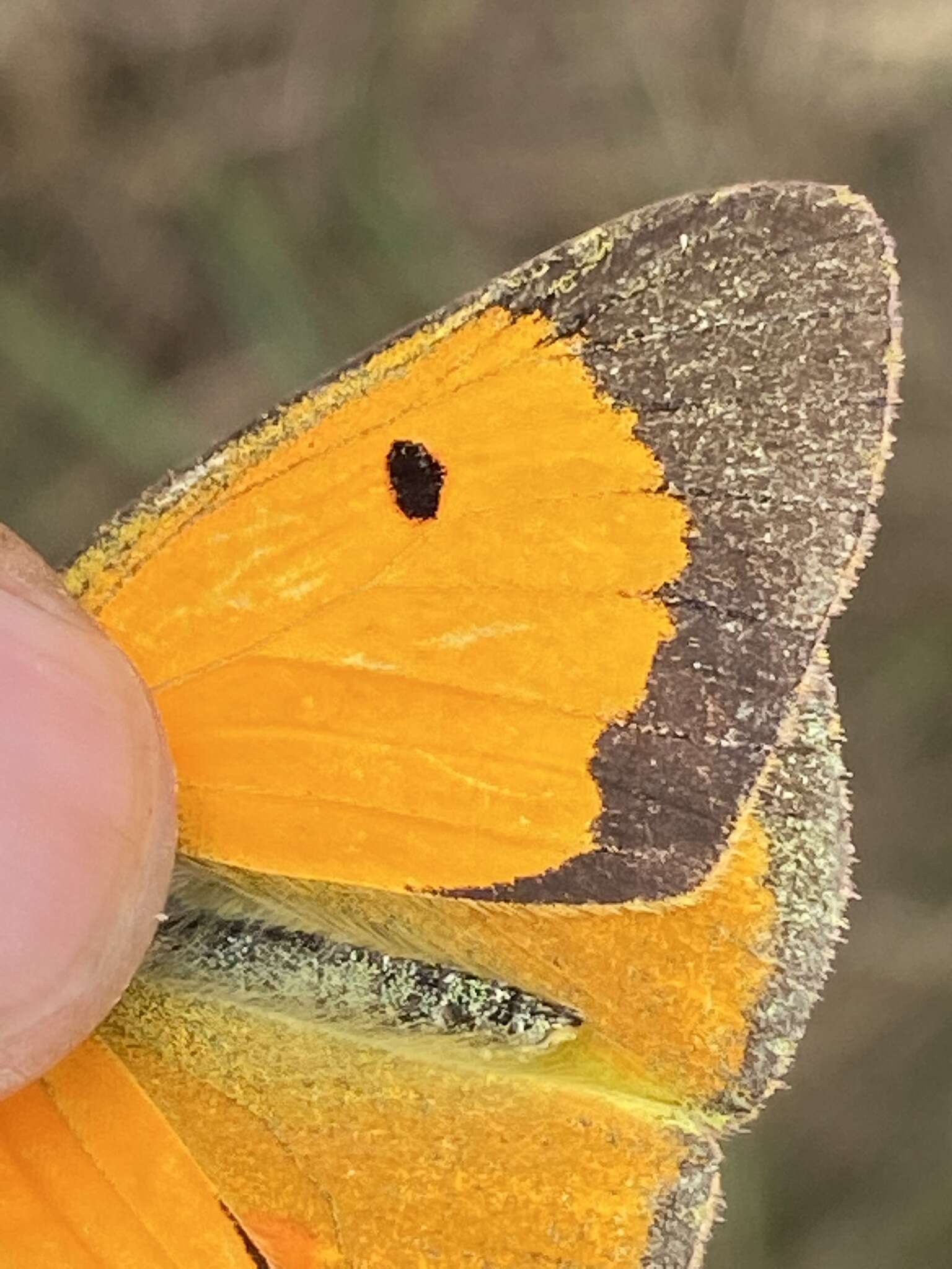 Image of Colias myrmidone (Esper 1781)