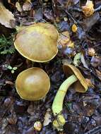 Image of Cortinarius canarius (E. Horak) Gasparini 2014