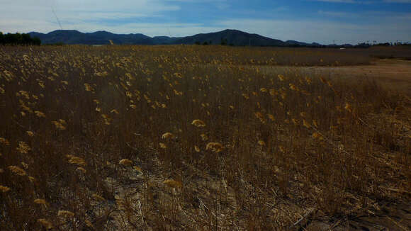 Image of common reed