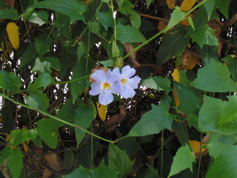 Image of Bengal clock vine