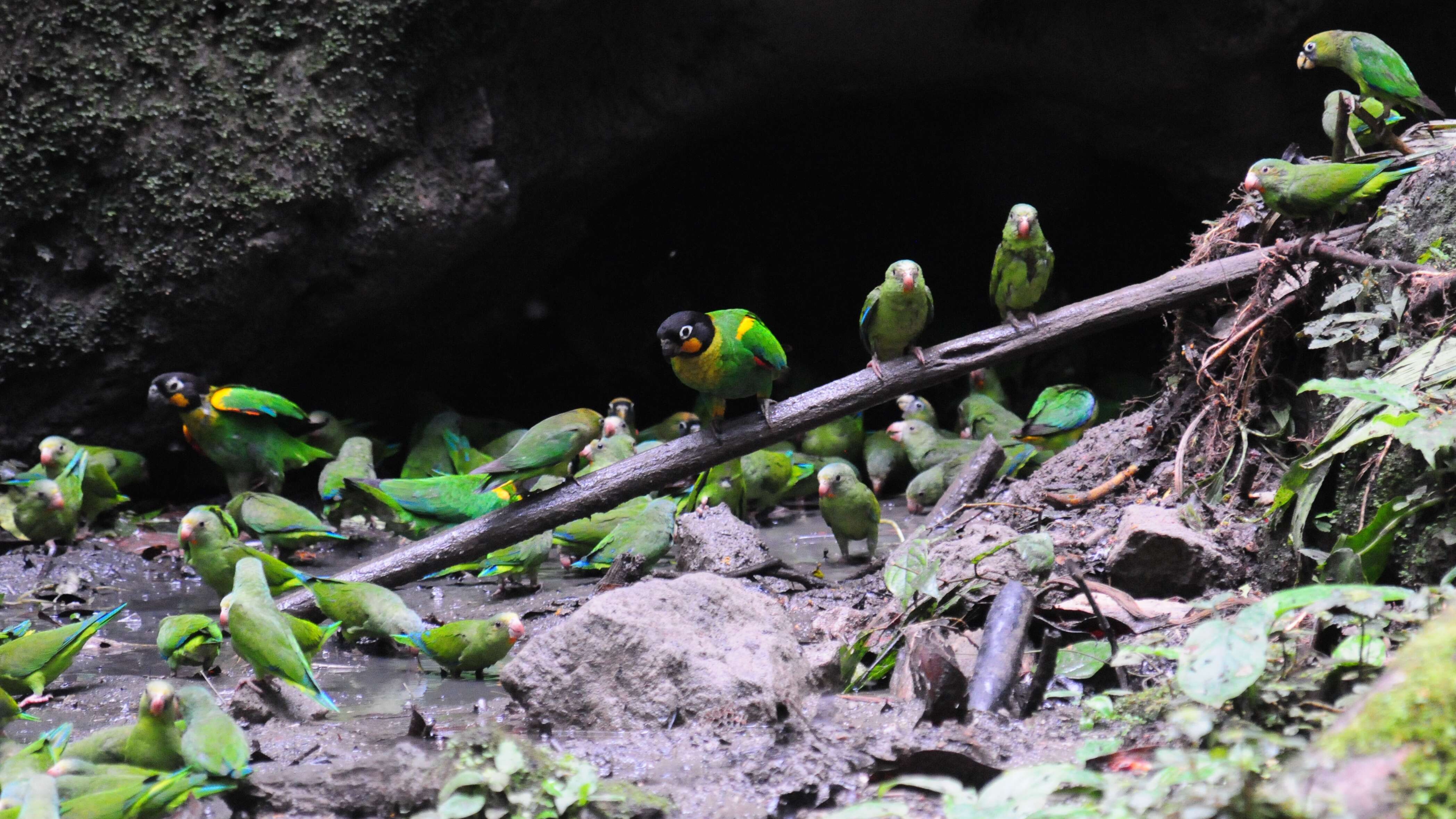 Image of Orange-chinned Parakeet