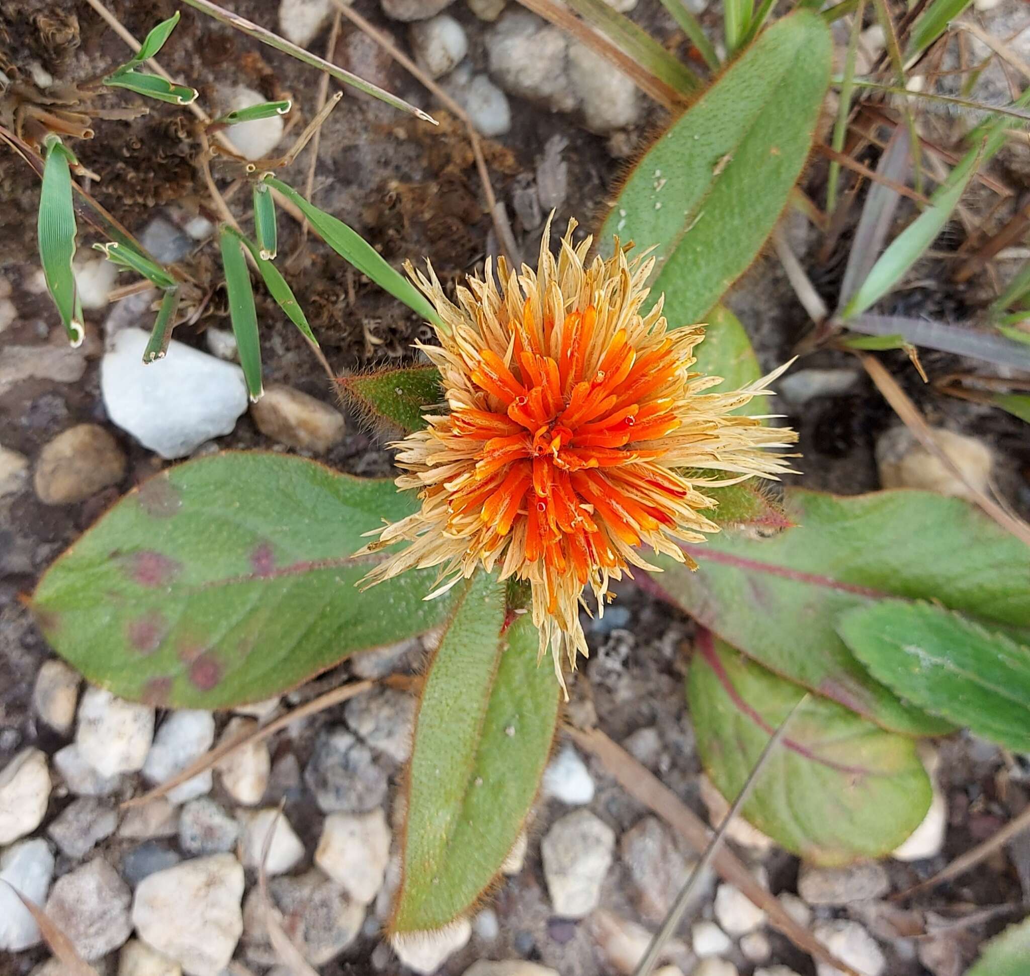 Image of Gomphrena arborescens L. fil.