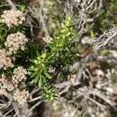 Image of Ozothamnus purpurascens DC.