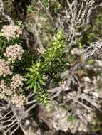 Image of Ozothamnus purpurascens DC.