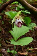 Image of Korean ladyslipper