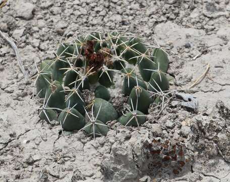 Image of Coryphantha maiz-tablasensis Fritz Schwartz ex Backeb.