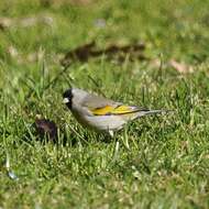 Image of Lawrence's Goldfinch