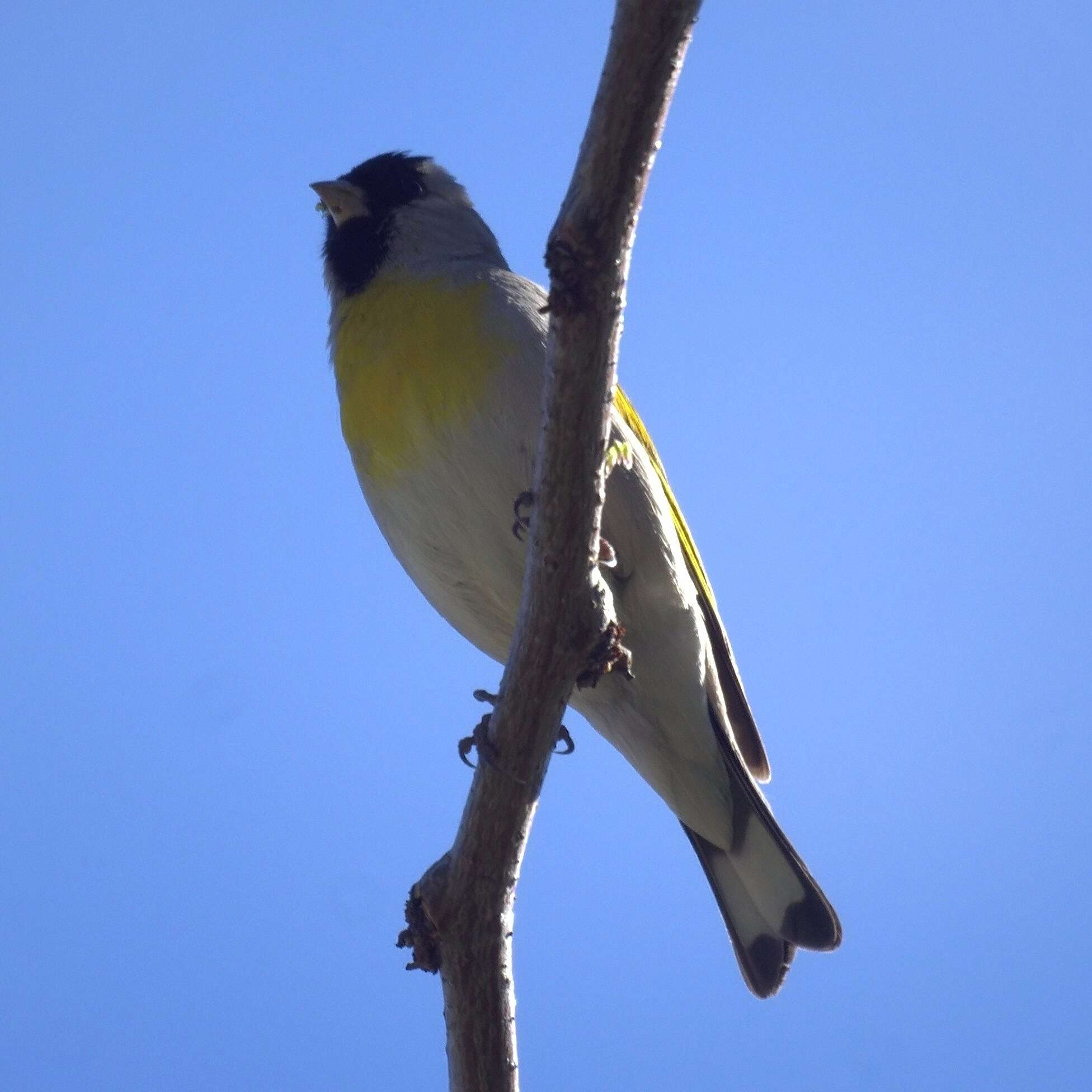 Image of Lawrence's Goldfinch