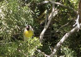 Image of Lawrence's Goldfinch