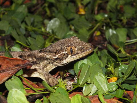 Image of Thecadactylus solimoensis Bergmann & Russell 2007