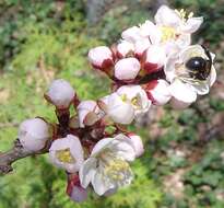 Prunus mandshurica (Maxim.) Koehne resmi