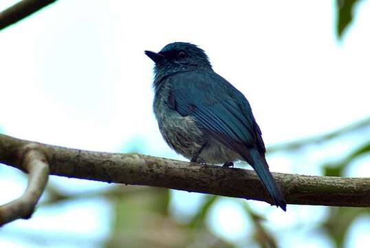 Image of Island Flycatcher