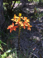 Plancia ëd Epidendrum obrienianum Rolfe