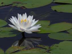 Image of American white waterlily