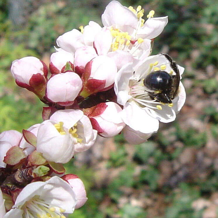 Слика од Prunus mandshurica (Maxim.) Koehne