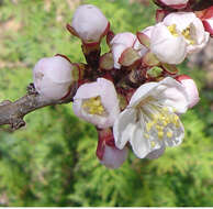 Prunus mandshurica (Maxim.) Koehne resmi