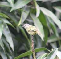 Image of Guianan Tyrannulet