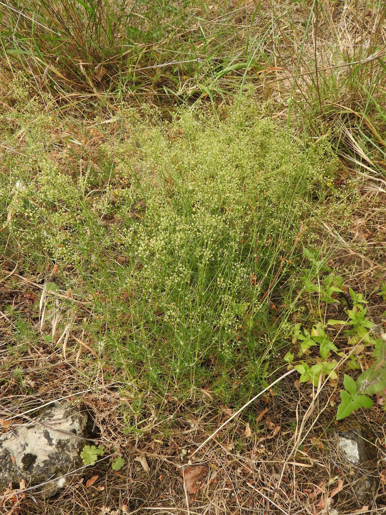 Image of Galium melanantherum Boiss.