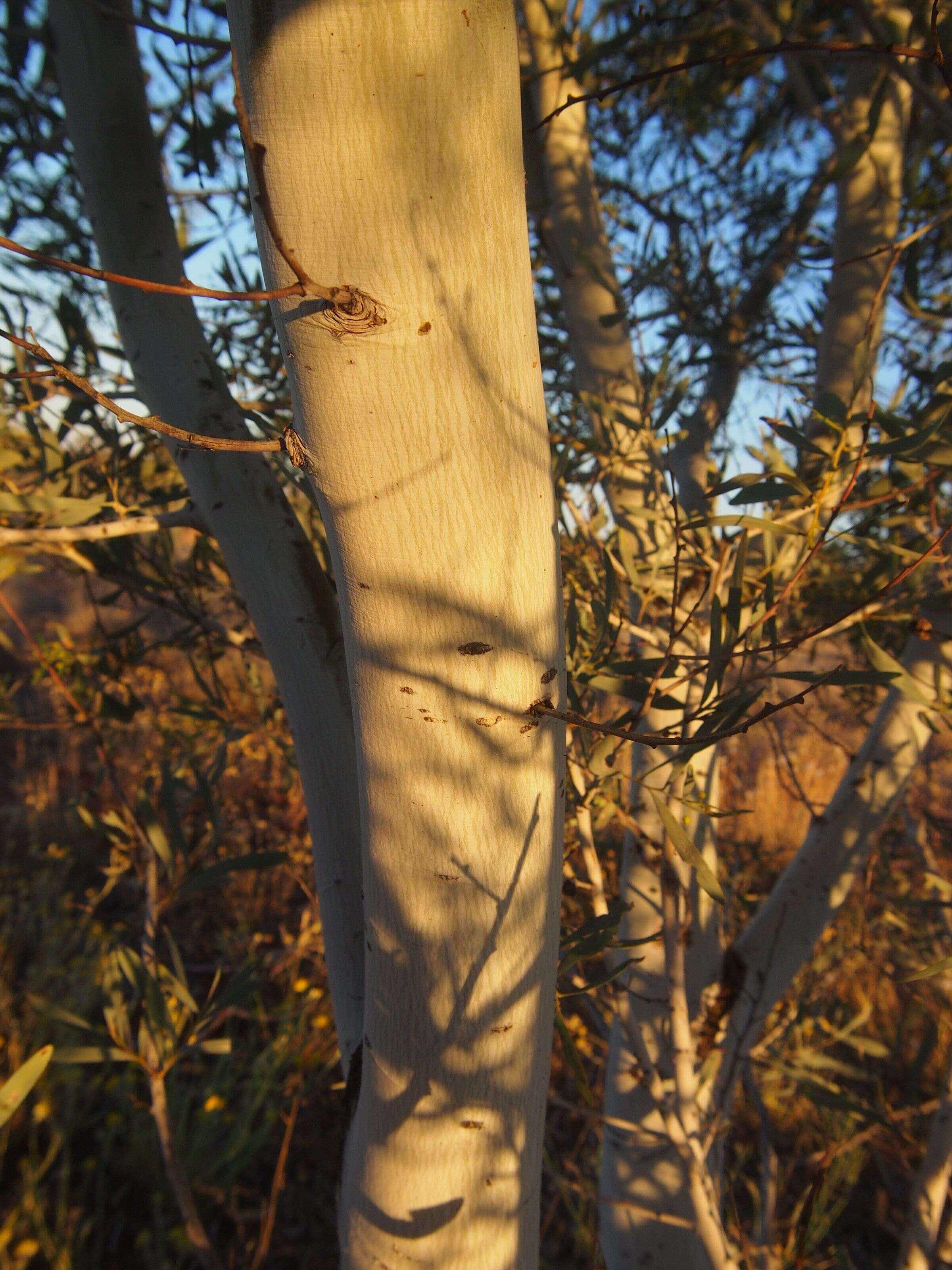 Image of Acacia murrayana F. Muell. ex Benth.