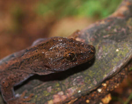 Image of Common Gecko