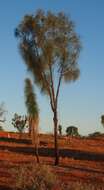 Image of Desert oak