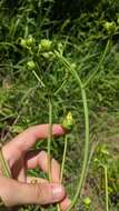 Image de Silphium asteriscus var. trifoliatum (L.) J. A. Clevinger