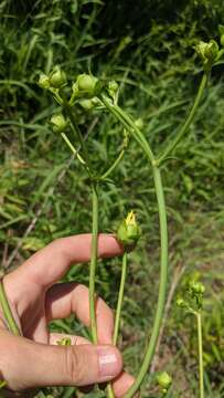 صورة Silphium asteriscus var. trifoliatum (L.) J. A. Clevinger