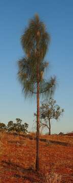 Image of Desert oak