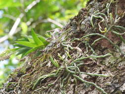 Image of Taeniophyllum fasciola (G. Forst.) Seem.