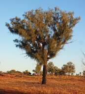 Image of Desert oak