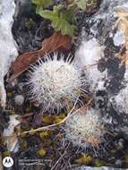 Image of Mammillaria albilanata subsp. tegelbergiana (G. E. Linds.) D. R. Hunt