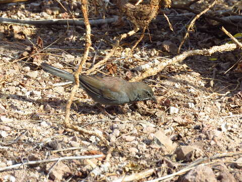 Image of Five-striped Sparrow