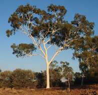 Image of Corymbia aparrerinja K. D. Hill & L. A. S. Johnson