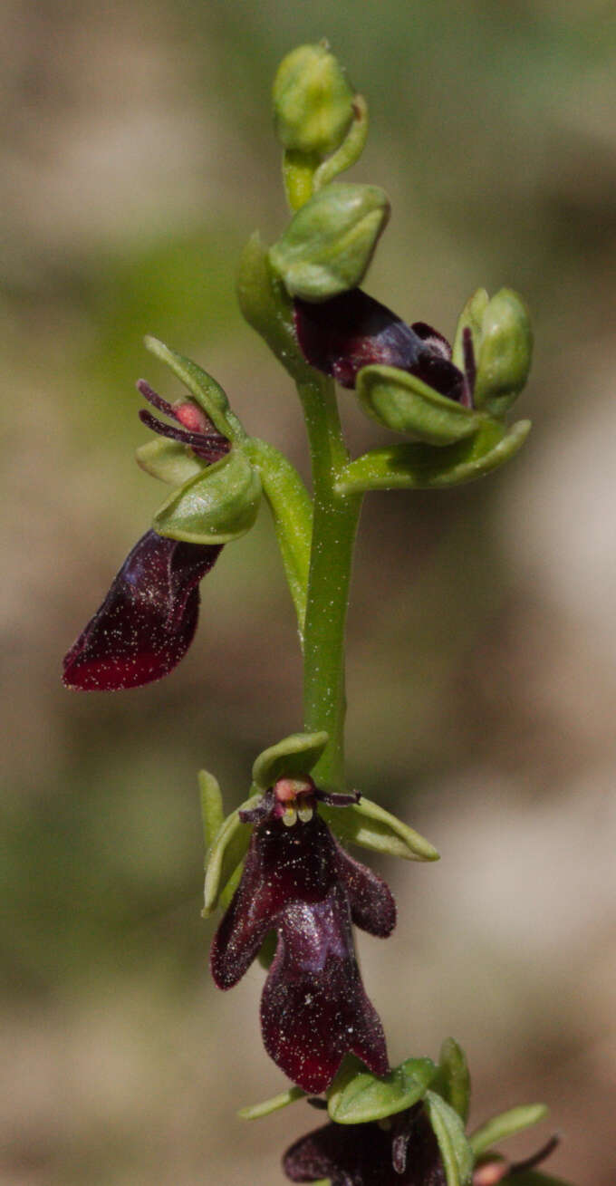 Слика од Ophrys insectifera L.