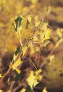 Image of Grevillea wickhamii Meissn.