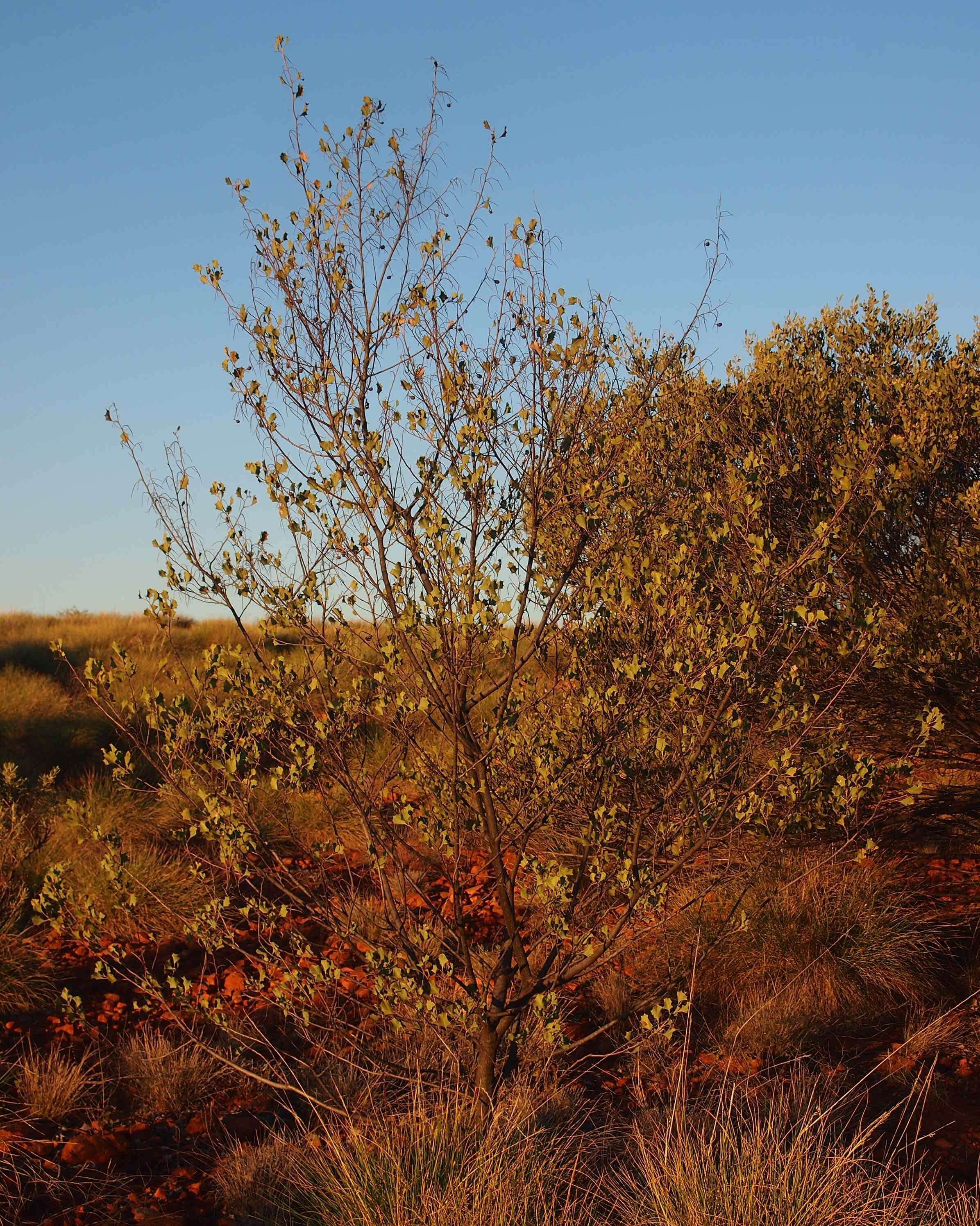 Image of Grevillea wickhamii Meissn.